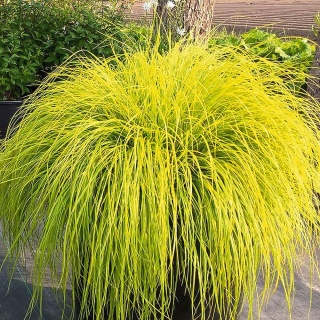 Trawa ozdobna Rosplenica japońśka Sol Pennisetum alopecuroides