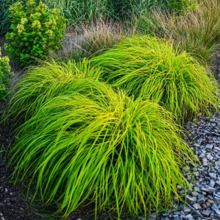 Trawa ozdobna Rosplenica japońśka Sol Pennisetum alopecuroides