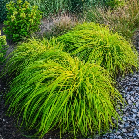 Trawa ozdobna Rosplenica japońśka Sol Pennisetum alopecuroides