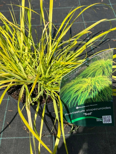 Trawa ozdobna Rosplenica japońśka Sol Pennisetum alopecuroides