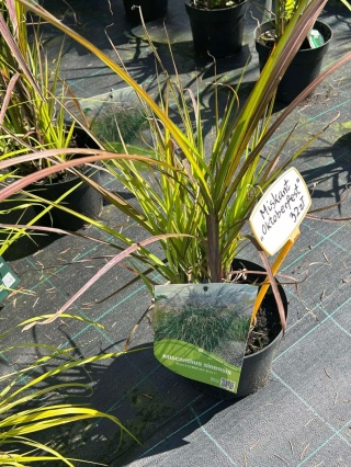 Trawa ozdobna Miskant Oktoberfest Miscanthus sinensis