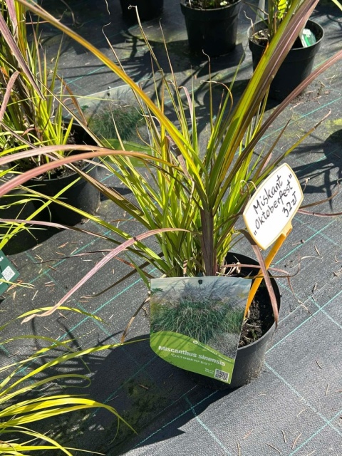 Trawa ozdobna Miskant Oktoberfest Miscanthus sinensis