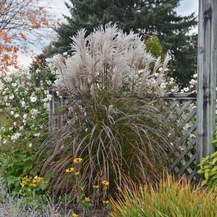 Trawa ozdobna Miskant Oktoberfest Miscanthus sinensis