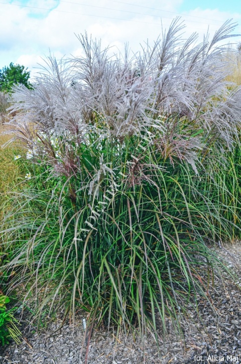 Trawa ozdobna Miskant Oktoberfest Miscanthus sinensis
