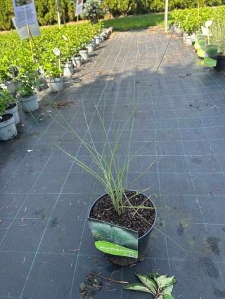 Trawa ozdobna Miskant Morning Light Miscanthus sinensis