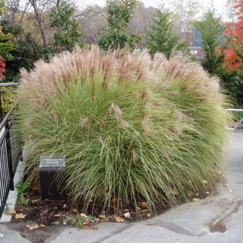Trawa ozdobna Miskant Morning Light Miscanthus sinensis