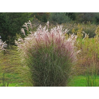 Trawa ozdobna Miskant Morning Light Miscanthus sinensis