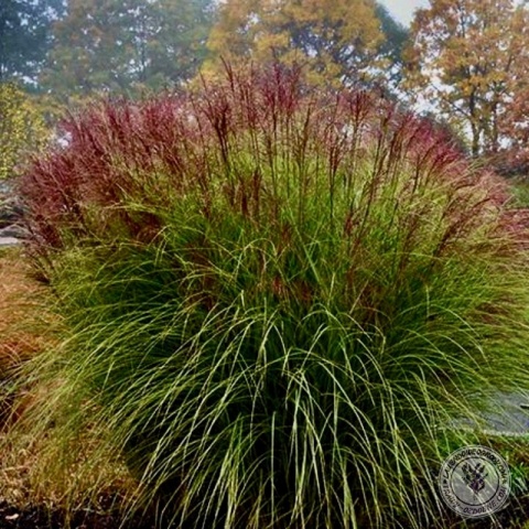 Trawa ozdobna Miskant Morning Light Miscanthus sinensis