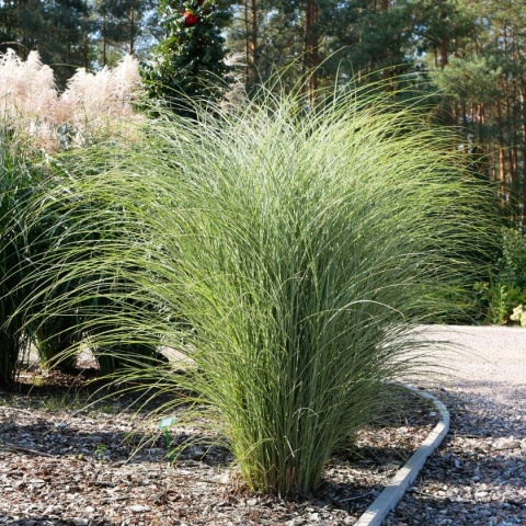 Trawa ozdobna Miskant Morning Light Miscanthus sinensis