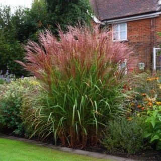 Trawa ozdobna Miskant Red Chief Miscanthus sinensis