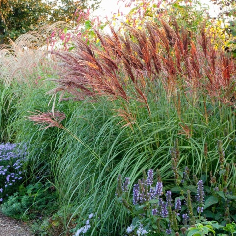 Trawa ozdobna Miskant Red Chief Miscanthus sinensis