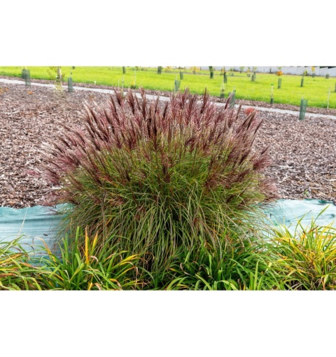 Trawa ozdobna Miskant Red Chief Miscanthus sinensis