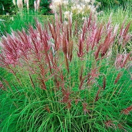 Trawa ozdobna Miskant Red Chief Miscanthus sinensis