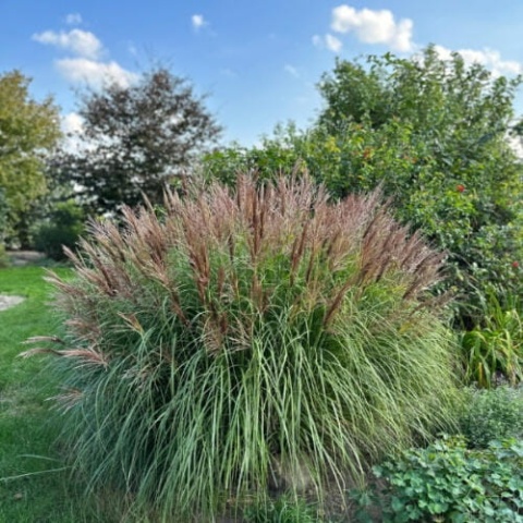 Trawa ozdobna Miskant Red Chief Miscanthus sinensis
