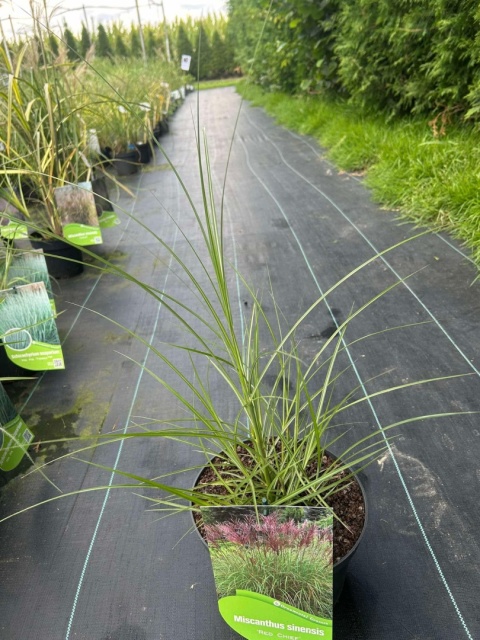 Trawa ozdobna Miskant Red Chief Miscanthus sinensis