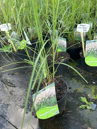 Trawa ozdobna Miskant Snow Queen Miscanthus sinensis