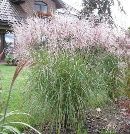 Trawa ozdobna Miskant Snow Queen Miscanthus sinensis