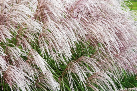 Trawa ozdobna Miskant Snow Queen Miscanthus sinensis