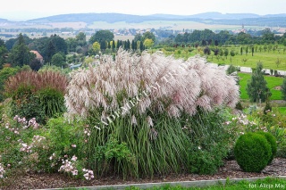 Trawa ozdobna Miskant Snow Queen Miscanthus sinensis