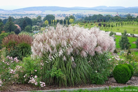Trawa ozdobna Miskant Snow Queen Miscanthus sinensis