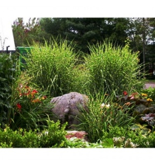 Trawa ozdobna Miskant Strictus Miscanthus sinensis