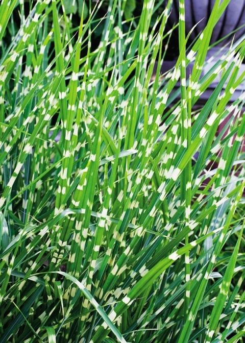Trawa ozdobna Miskant Strictus Miscanthus sinensis
