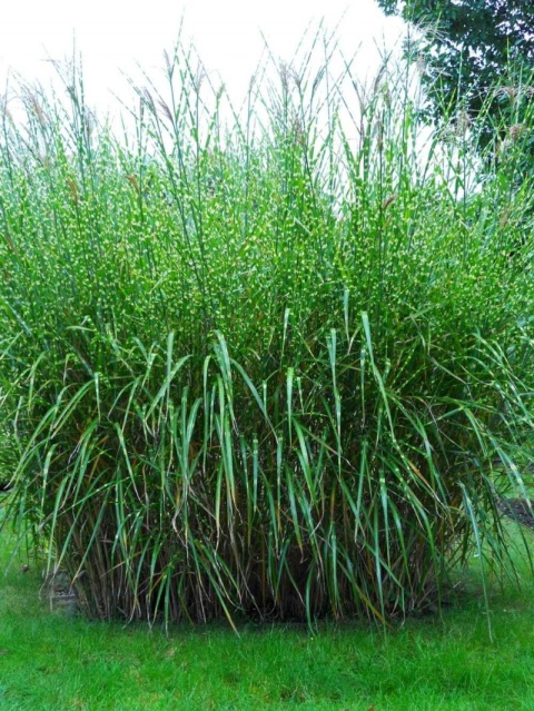Trawa ozdobna Miskant Strictus Miscanthus sinensis