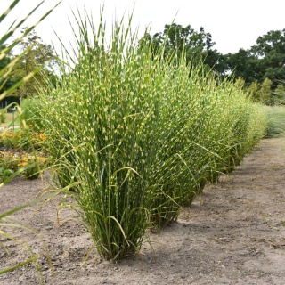 Trawa ozdobna Miskant Strictus Miscanthus sinensis