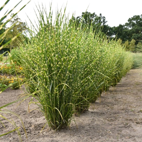 Trawa ozdobna Miskant Strictus Miscanthus sinensis