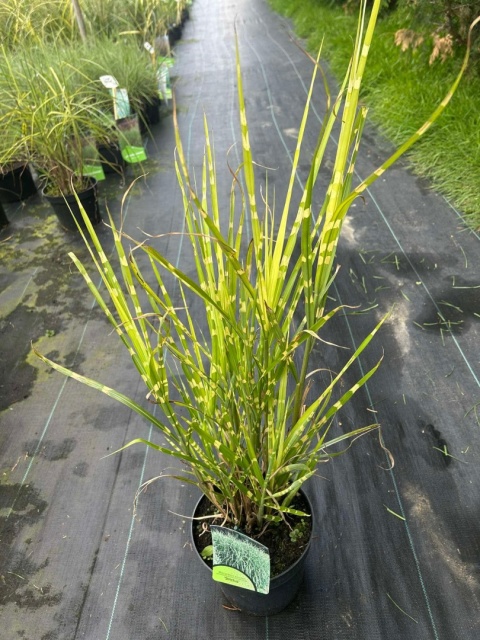 Trawa ozdobna Miskant Strictus Miscanthus sinensis