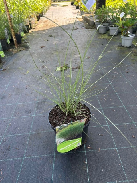 Trawa ozdobna Miskant Gracillimus Miscanthus sinensis