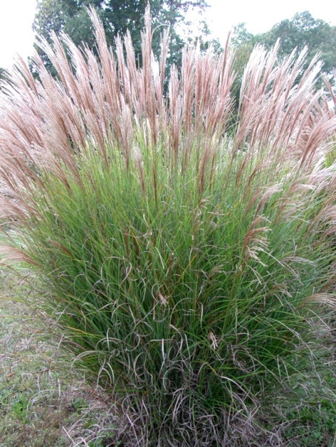 Trawa ozdobna Miskant Gracillimus Miscanthus sinensis