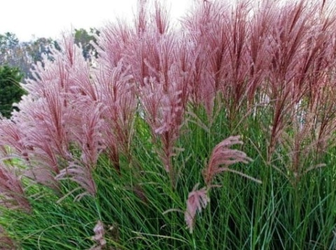 Trawa ozdobna Miskant Gracillimus Miscanthus sinensis