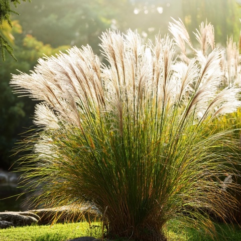 Trawa ozdobna Miskant Gracillimus Miscanthus sinensis