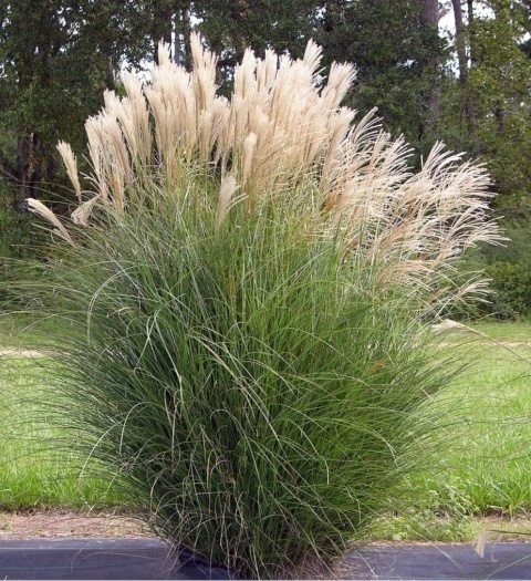 Trawa ozdobna Miskant Gracillimus Miscanthus sinensis