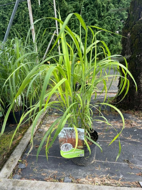 Trawa ozdobna Miskant Memory Miscanthus sinensis