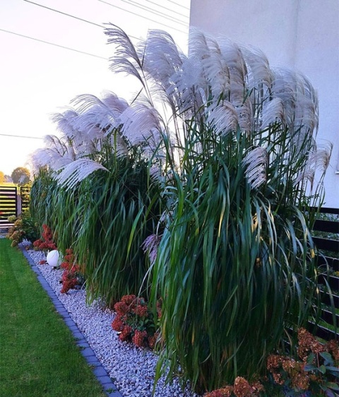 Trawa ozdobna Miskant Memory Miscanthus sinensis