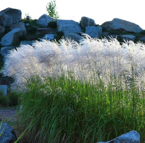 Trawa ozdobna Miskant Memory Miscanthus sinensis