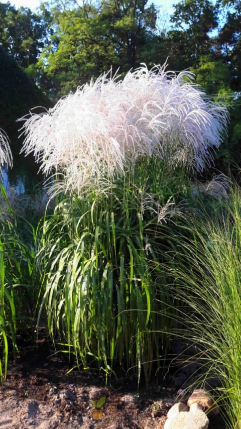 Trawa ozdobna Miskant Memory Miscanthus sinensis