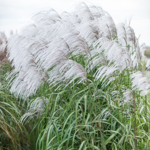 Trawa ozdobna Miskant Memory Miscanthus sinensis