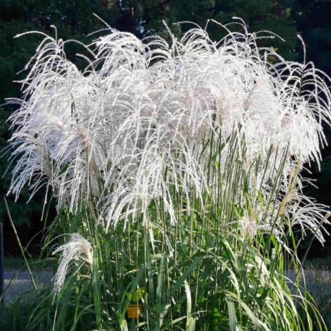 Trawa ozdobna Miskant Memory Miscanthus sinensis