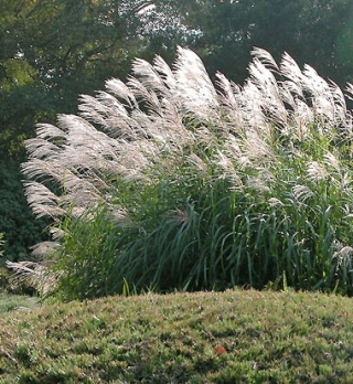 Trawa ozdobna Miskant Silberfeder Miscanthus sinensis