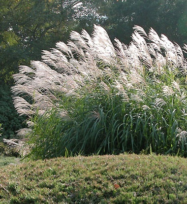 Trawa ozdobna Miskant Silberfeder Miscanthus sinensis