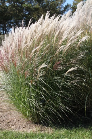 Trawa ozdobna Miskant Silberfeder Miscanthus sinensis