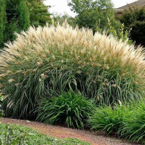 Trawa ozdobna Miskant Silberfeder Miscanthus sinensis