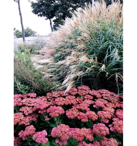 Trawa ozdobna Miskant Silberfeder Miscanthus sinensis