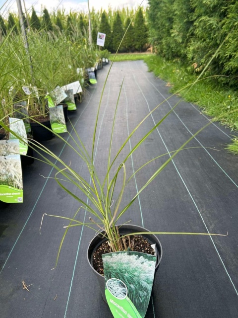 Trawa ozdobna Miskant Silberfeder Miscanthus sinensis