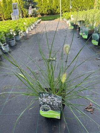 Trawa ozdobna Rosplenica Lama Pennisetum alopecuroides