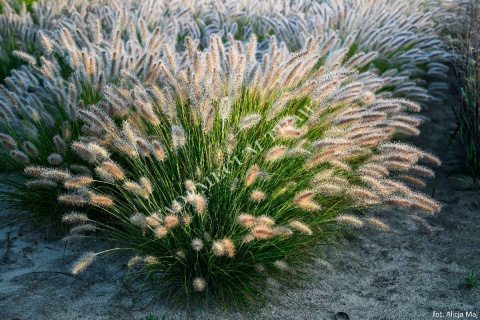 Trawa ozdobna Rosplenica Lama Pennisetum alopecuroides