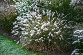 Trawa ozdobna Rosplenica Lama Pennisetum alopecuroides